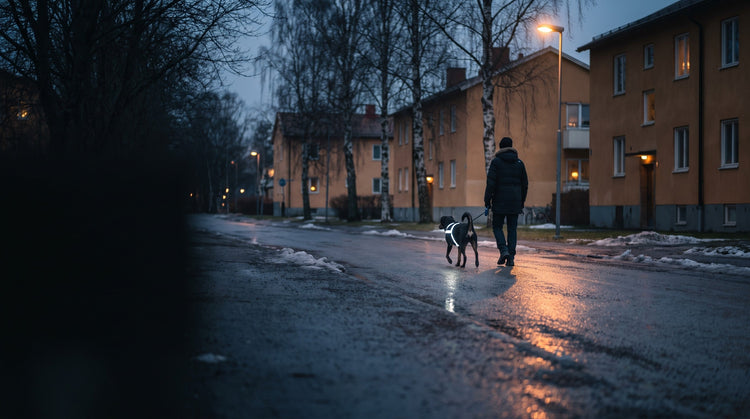 Hund med lysande reflexsele på en mörk gata