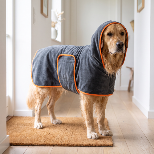 Golden retriever i grå torkrock med vikbar krage